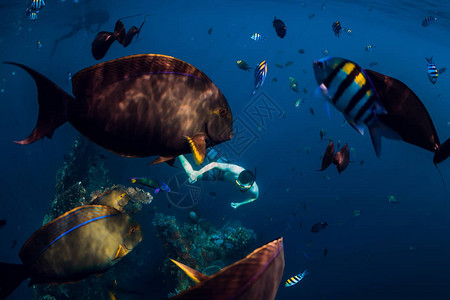 在热带海洋中与外来鱼类在水下图片