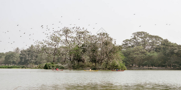 许多水鸟坐在小草岛上的树枝上图片