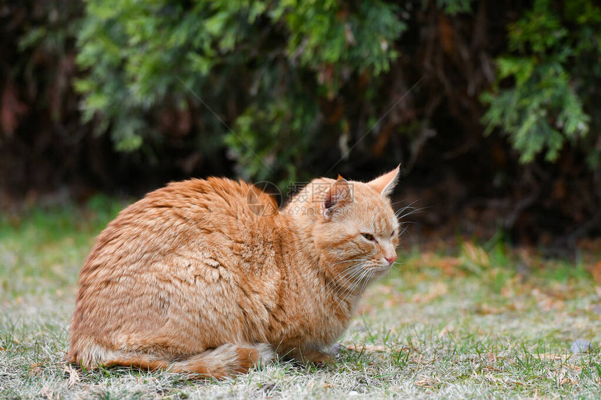 草地上的红猫绿草上休息的红绿眼睛猫图片