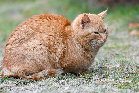 草地上的红猫绿草上休息的红绿眼睛猫图片