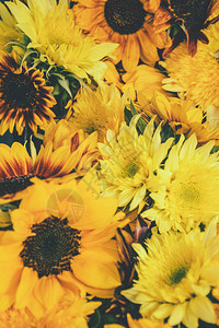 向日葵和菊花关闭明亮的黄色向日葵向日葵图片
