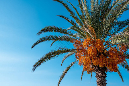 棕榈树棕榈树和棕榈果的近图片