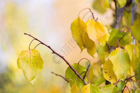 秋天的暖色树叶背景背景图片