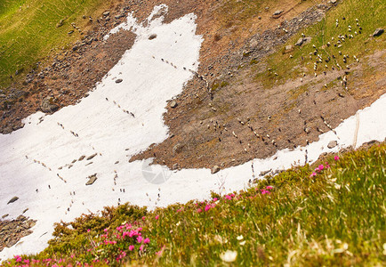 春天羊群在山坡上喷洒着满是大雪图片