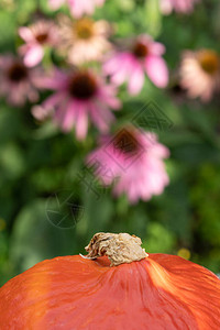 棕色南瓜在前景中粉红锥花背景模糊近图片