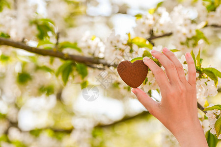 女孩手里拿着一颗心在手健康爱器官捐赠者希望和心脏病捐赠的概念情人节卡片双手握着心给予爱的概念热爱大自然华背景图片