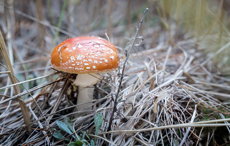 在干燥的秋草和落叶中长出有毒蘑菇苍蝇发着美图片
