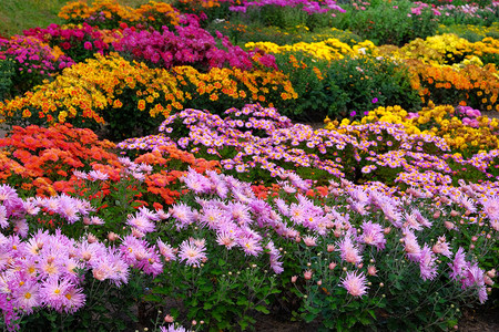 园艺苗圃和商店中的紫色红色和橙色菊花菊花壁纸花卉充满活力的盛图片