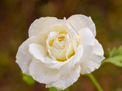 雨后美丽的玫瑰图片