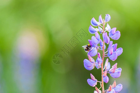 穆斯卡里花上的大黄蜂麝香葡萄葡萄风信子春天的花朵有蓝色花的Muscariarmeni背景图片