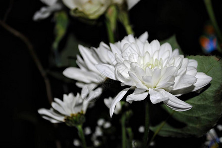 白色菊花侧视图深色背景图片