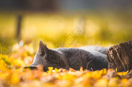 橙色调的睡猫照片图片