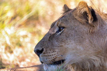 年轻狮子PantheraLeo在自然栖息地Savuti野生动物保护区中无花蜜的围豹PantheraLeo背景图片