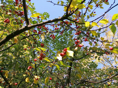照片背景与秋天堂苹果的叶子和粉色果实比鲁斯图片