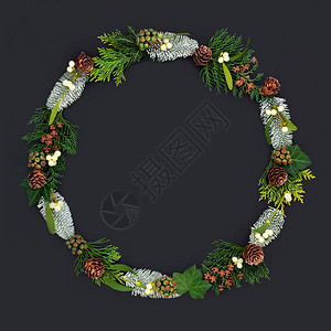 自然冬季和圣诞花环与雪松槲寄生积雪云杉常春藤和松果在深灰色背图片