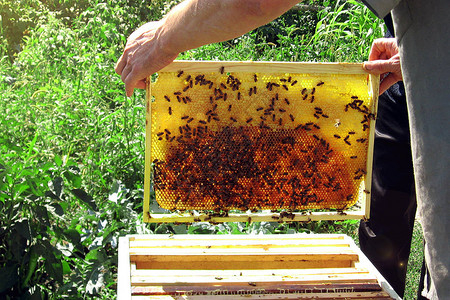 用蜂巢中的蜂蜜和蜂组成的框架图片