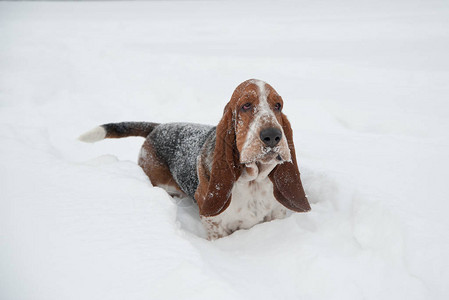 有趣的年轻小贝塞猎犬在深雪中赛跑和玩耍在冬季公背景图片