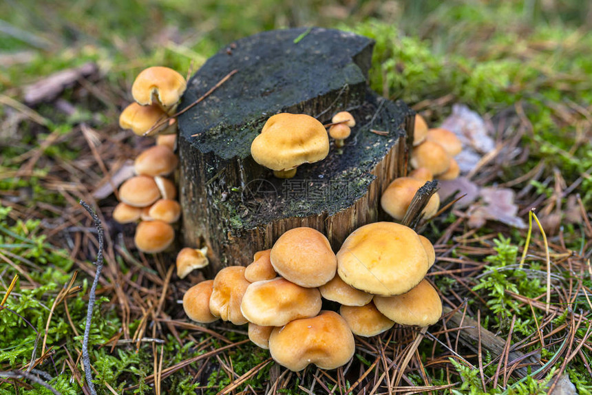 黄蘑菇生长在树干和森林沼泽上图片