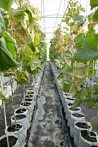 日本甜瓜或青瓜或甘蓝瓜植物的幼苗在温室农场生长图片