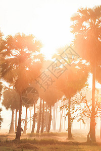 棕榈树和田野在晨光中的奇妙景观图片