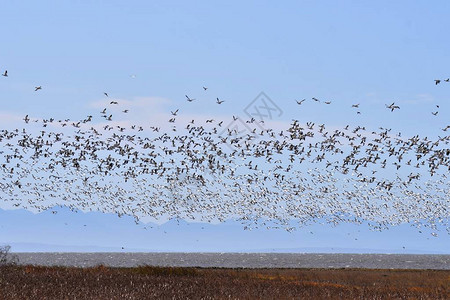 上百个雪雁一起飞行的景象加拿大图片