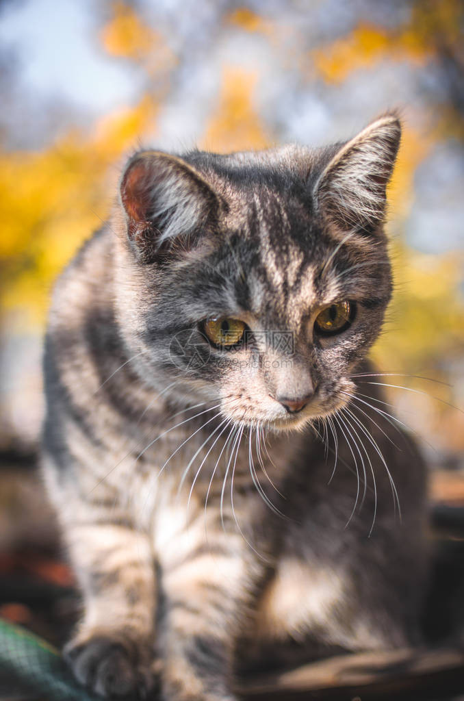 后院惊异的灰色虎斑小猫秋天的肖像图片