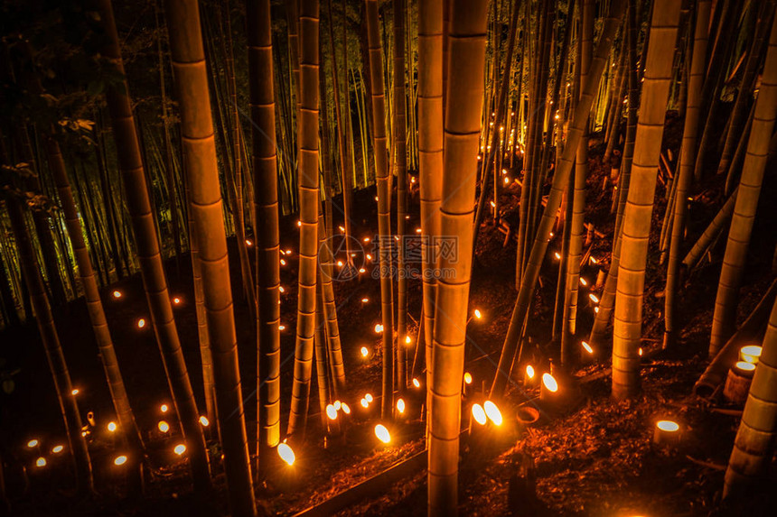 夜晚亮灯的竹林图片