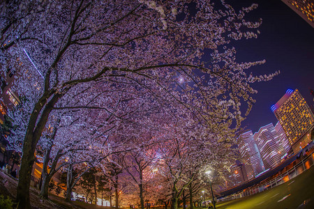 横滨港未来晚上去看樱花图片
