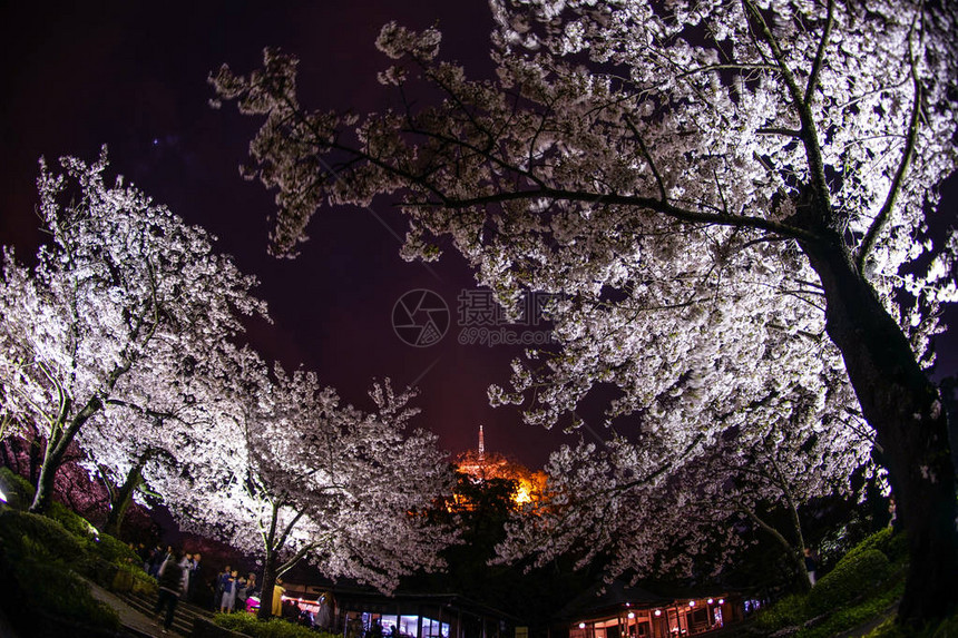 晚上看樱花的三溪园图片