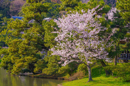 盛开的樱花和日本花园图片