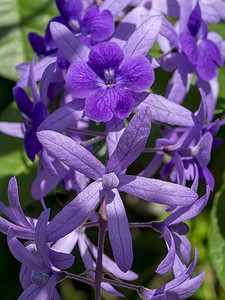 紫壁砂纸葡萄花背景图片
