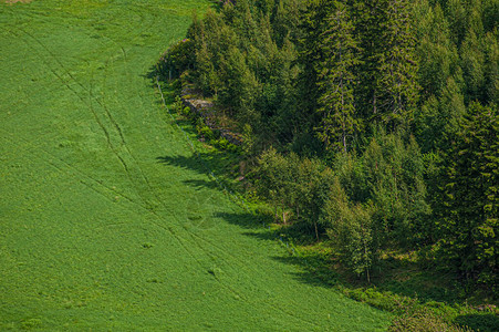 绿色的田野和茂密的森林图片