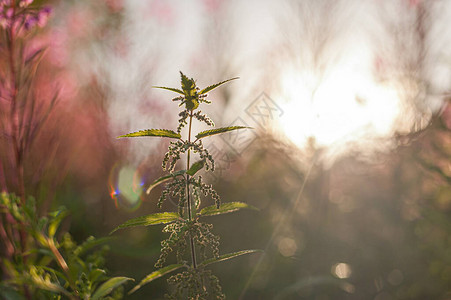 电磁脉冲刺网状物图片