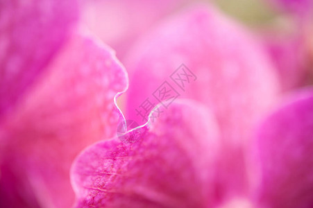 一朵粉红色的花瓣图片