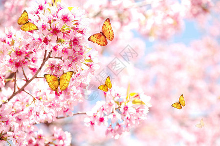 美丽的樱花沙库拉和蝴蝶图片