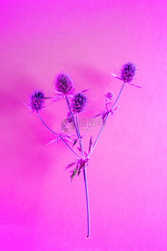 粉红色纸背景上的干花蓟图片