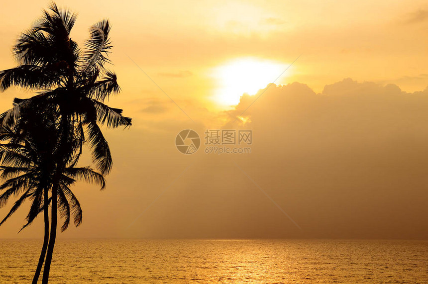 海洋上金色的日落天空下椰子图片