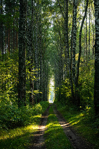 森林道路景观有绿图片