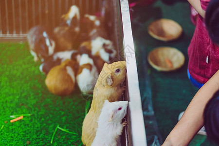 人们在笼子里喂小鼠吃食物动图片