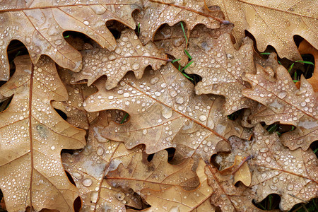 秋天落下的树叶纹理背景下沉的树叶图片