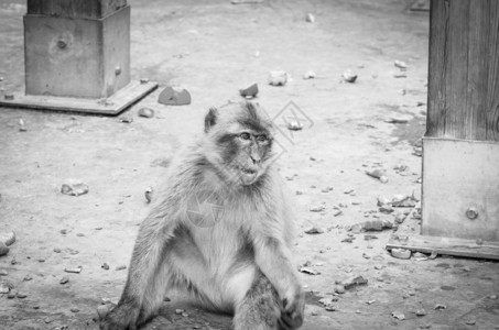 猴子闭近观光野生物在环斑保背景图片