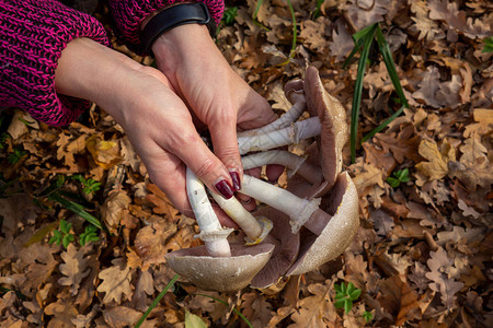 秋季团购会黄叶背景的女子手中的大蘑菇可食用或有危险的有毒真菌错误识别问题秋季森林收获采摘会关闭背景