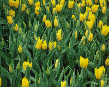 许多美丽的黄色郁金香绿色的叶子生长在地上花朵图片