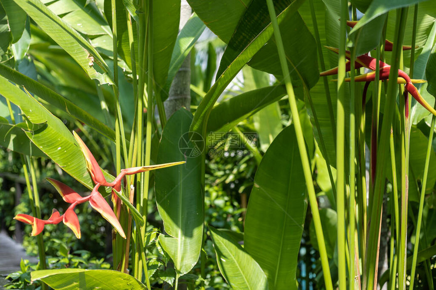 Heliconiabihai红花和叶热带图片