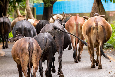 印度孟买市街头的印度牛群图片