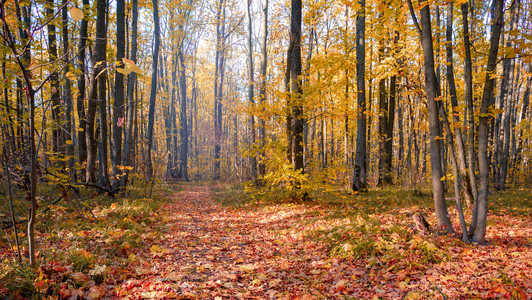 绿色黄色橙色秋天红色地貌的美丽多图片