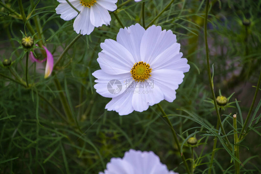 夏季花朵白花宇宙花朵在拉丁宇图片