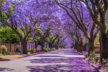 10月南非春季背景图片
