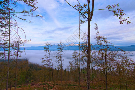 迷雾森林的高度视野图片