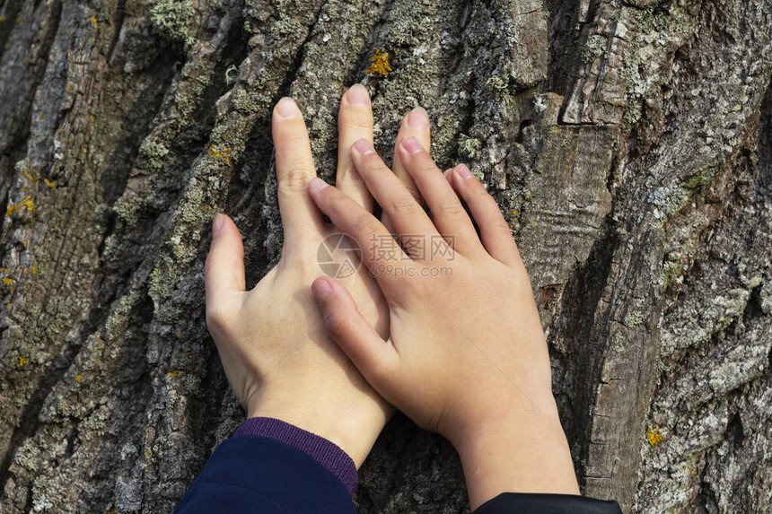 两只手放在树皮背景上图片